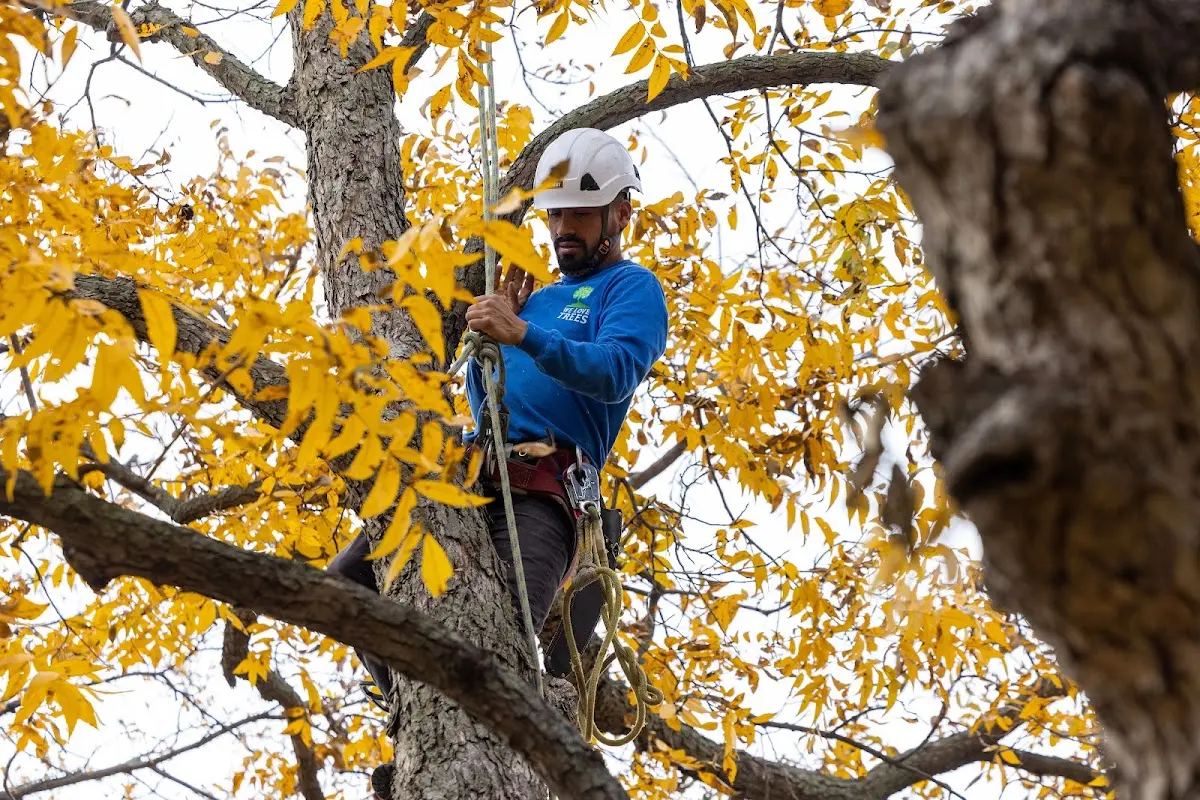 Skilled Emergency Tree Service crew working in Elmwood
