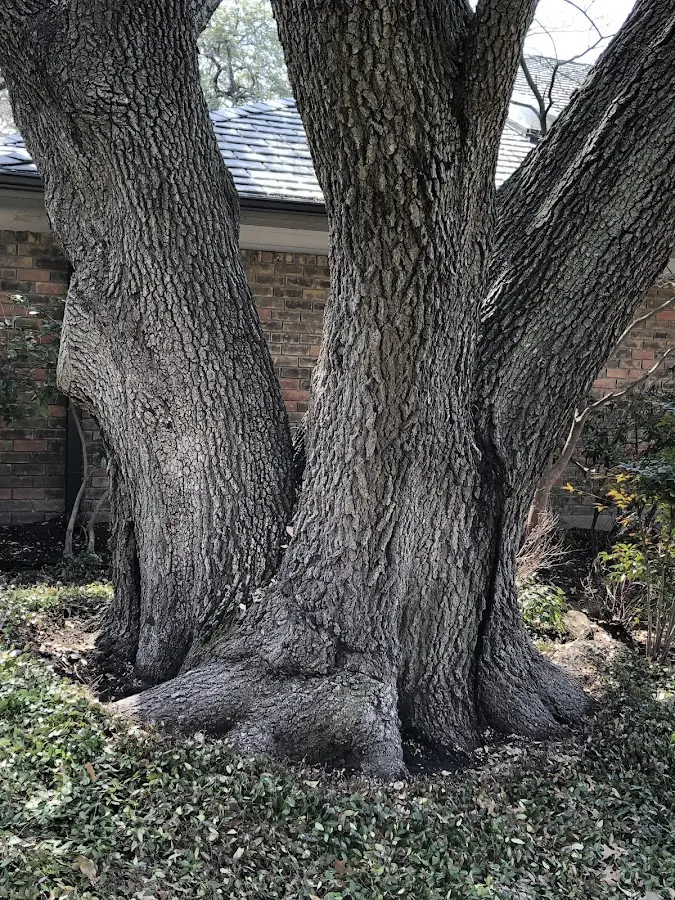 Mature heritage tree close to a Elmwood property cared for by certified arborists